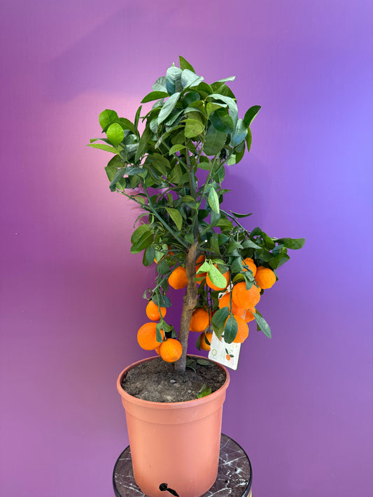 ليمون احمر red lemon