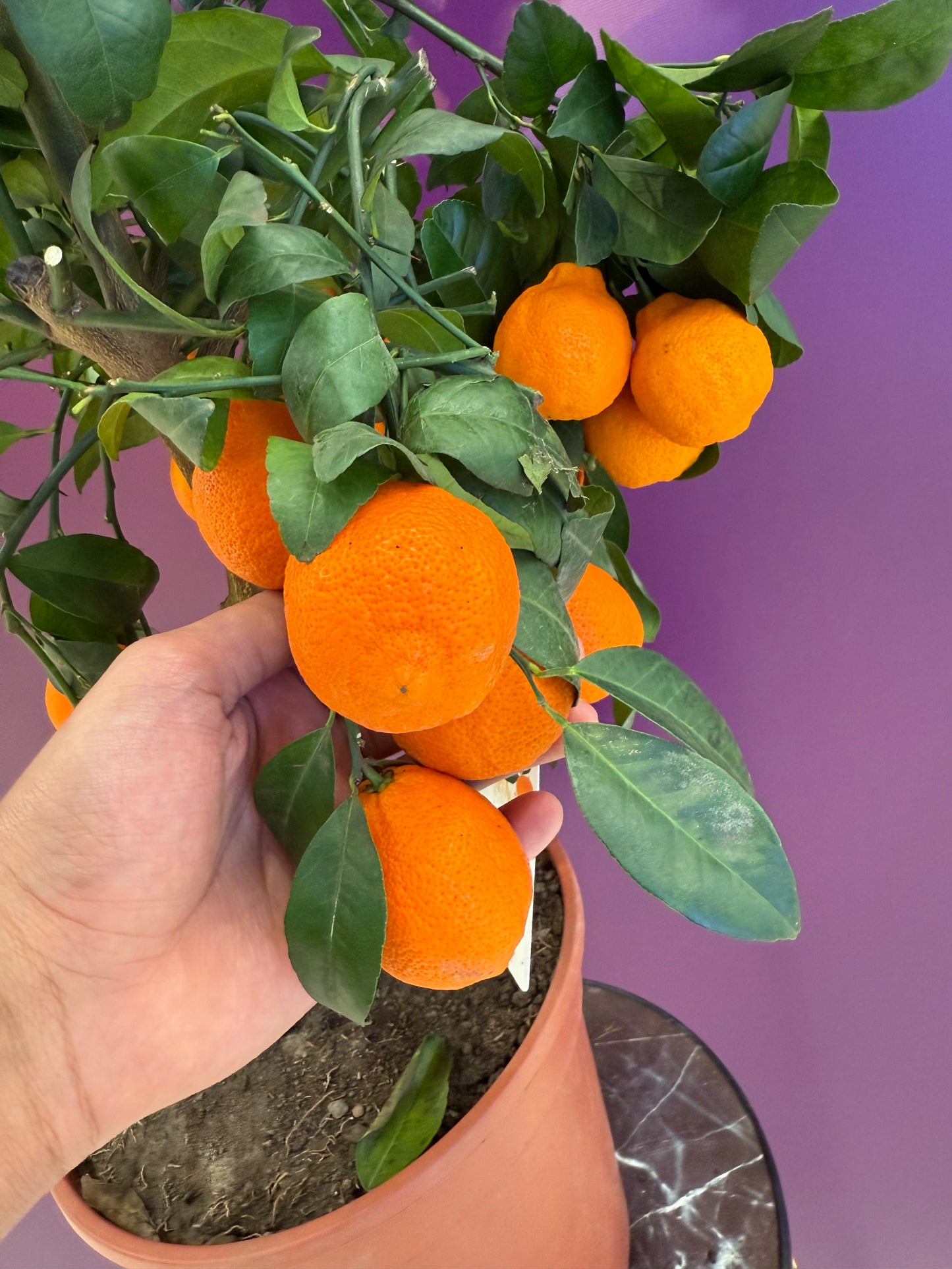 ليمون احمر red lemon