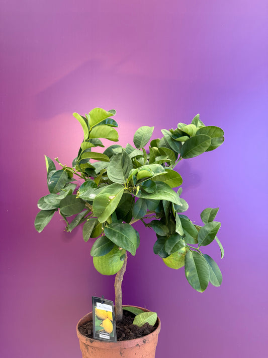 ليمون مكسيما