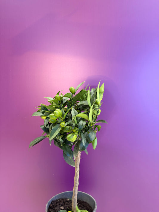 Citrus Kumquat gigante كيموكوات