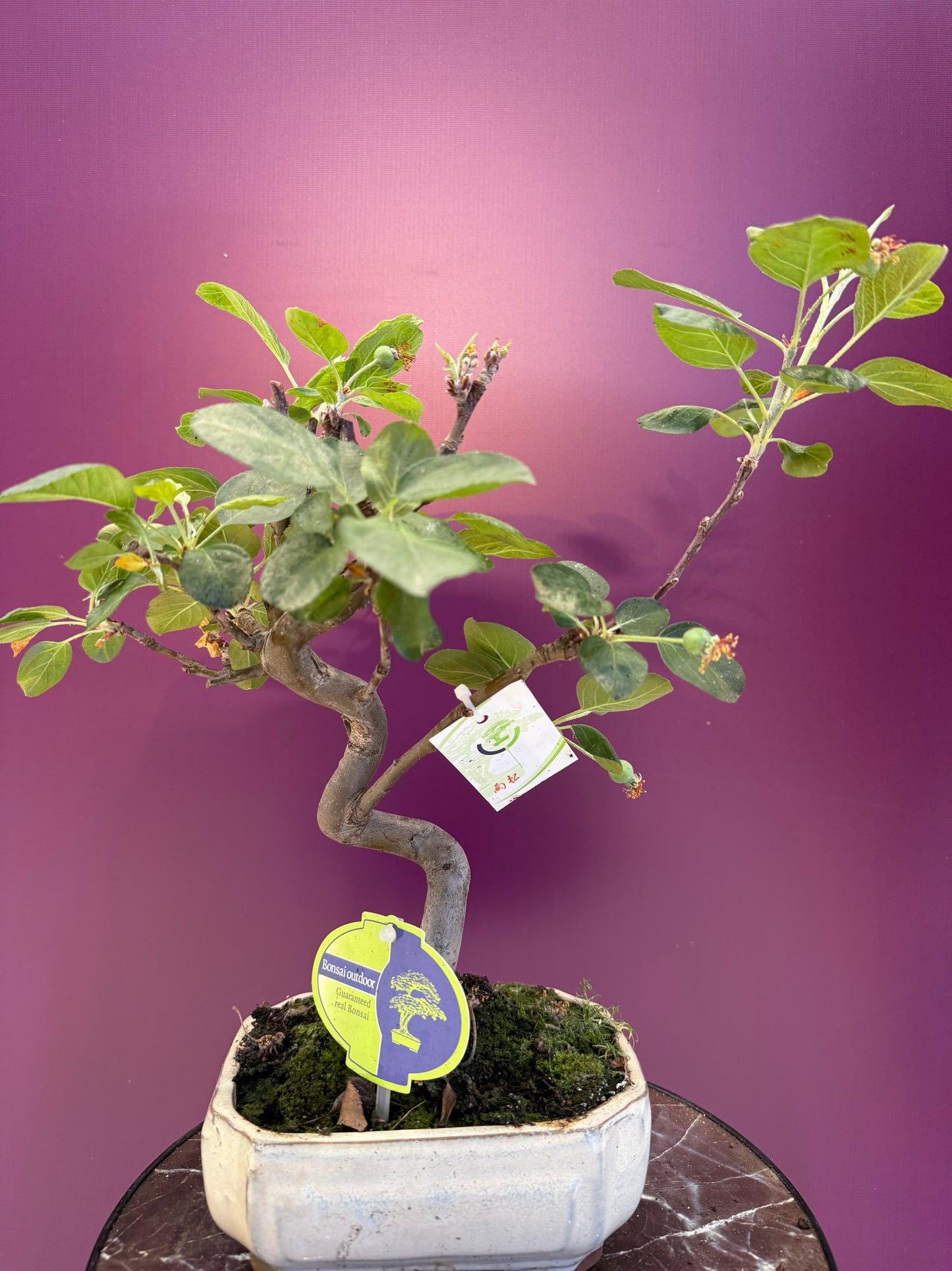 Bonsai بونزاي التفاح