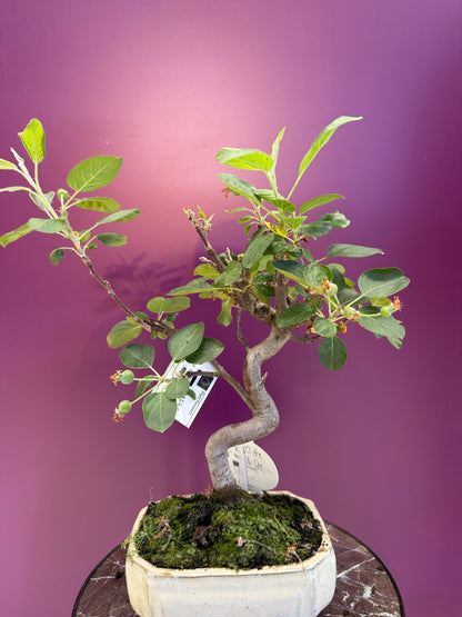 Bonsai بونزاي التفاح