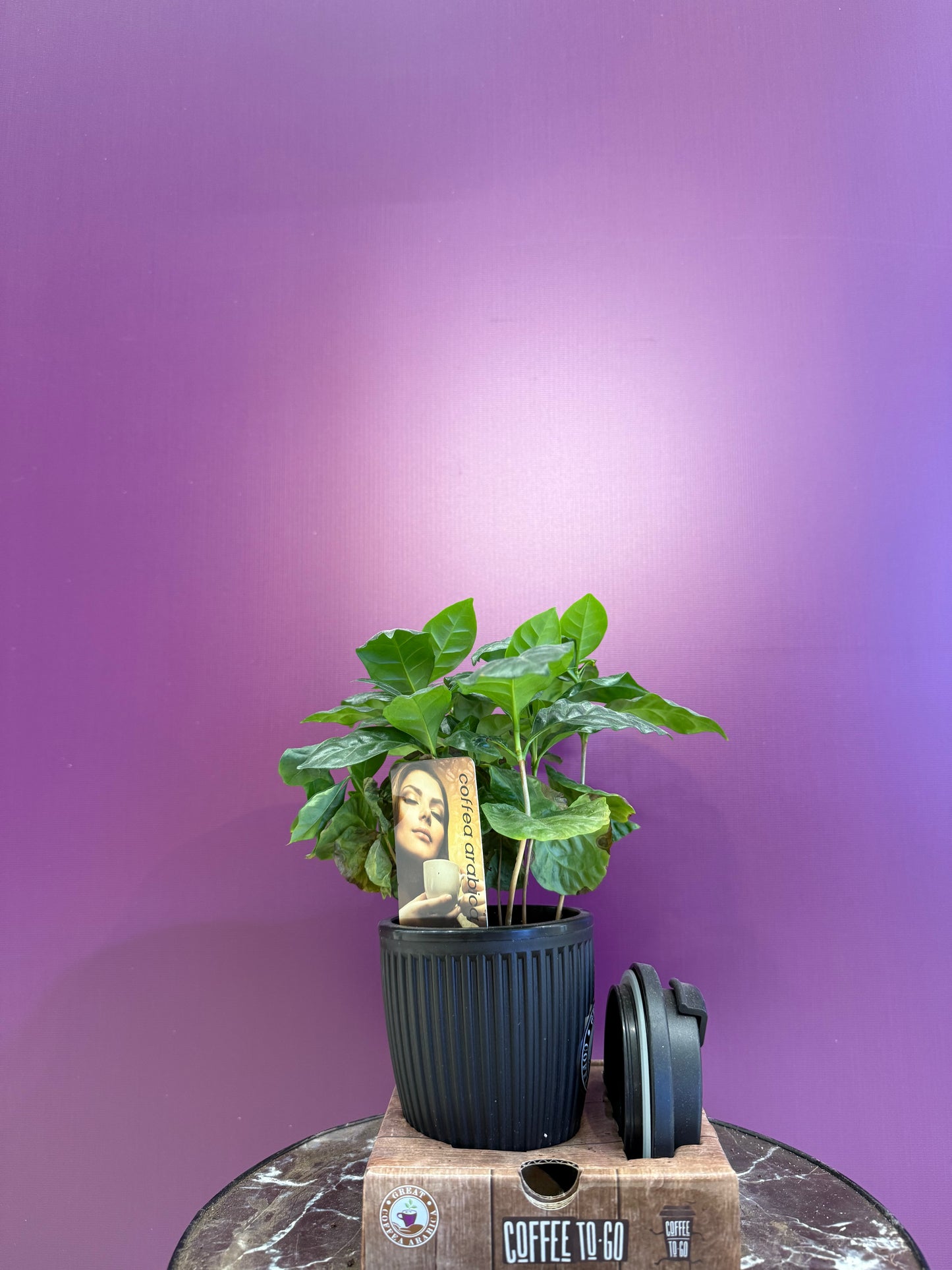 Coffea in bruikbaar قهوة عربية وكوب للاستخدام