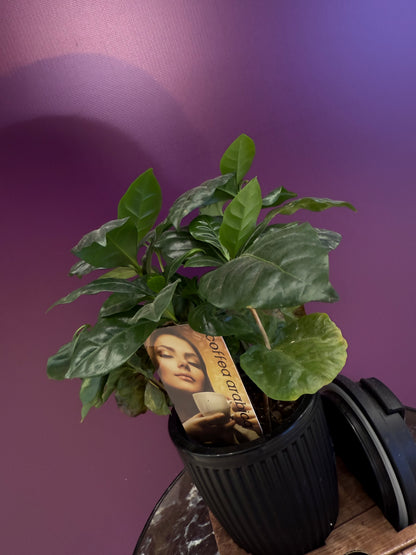 Coffea in bruikbaar قهوة عربية وكوب للاستخدام