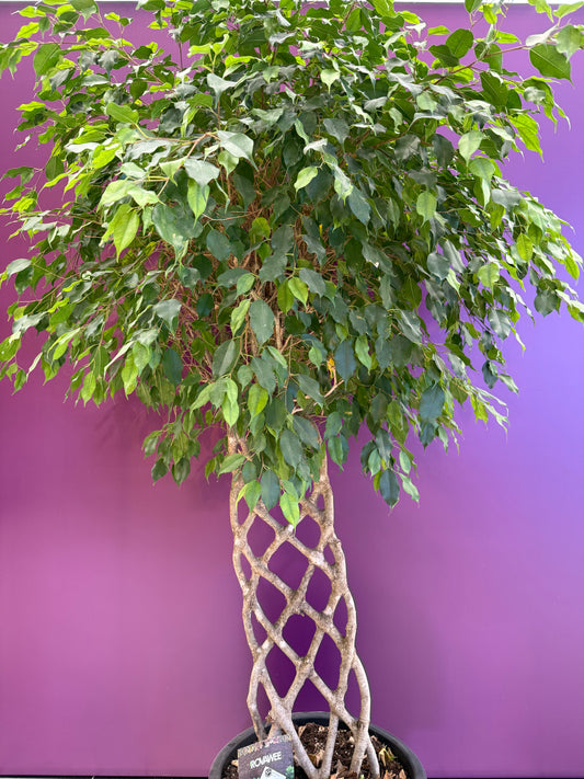 Ficus benj. special shape Exotica فيكوس بنجامينا بشكل خاص إكزوتيكا