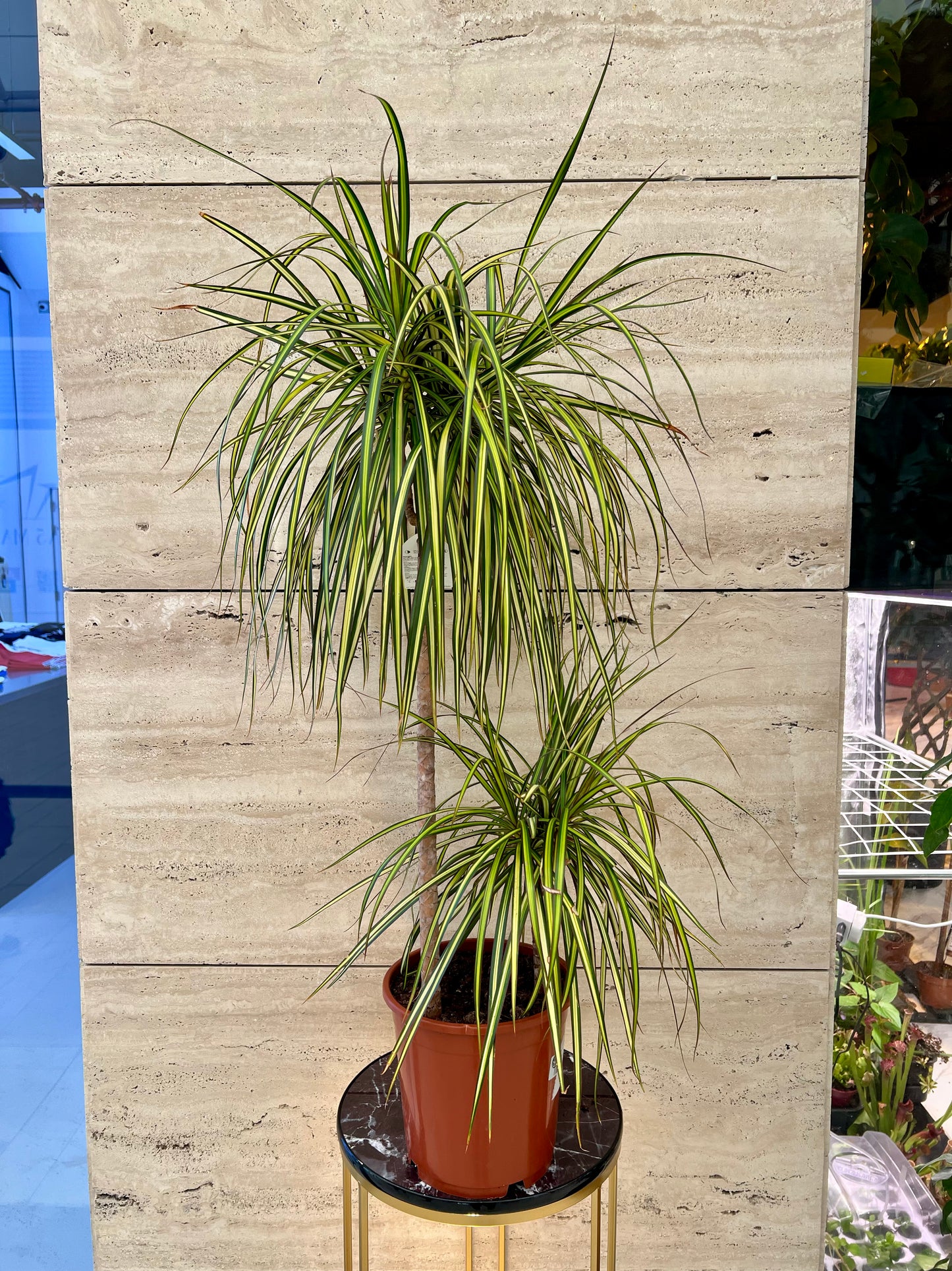 Dracaena marginata 'Golden Dragon' دراسينا مارجيناتا "التنين الذهبي"