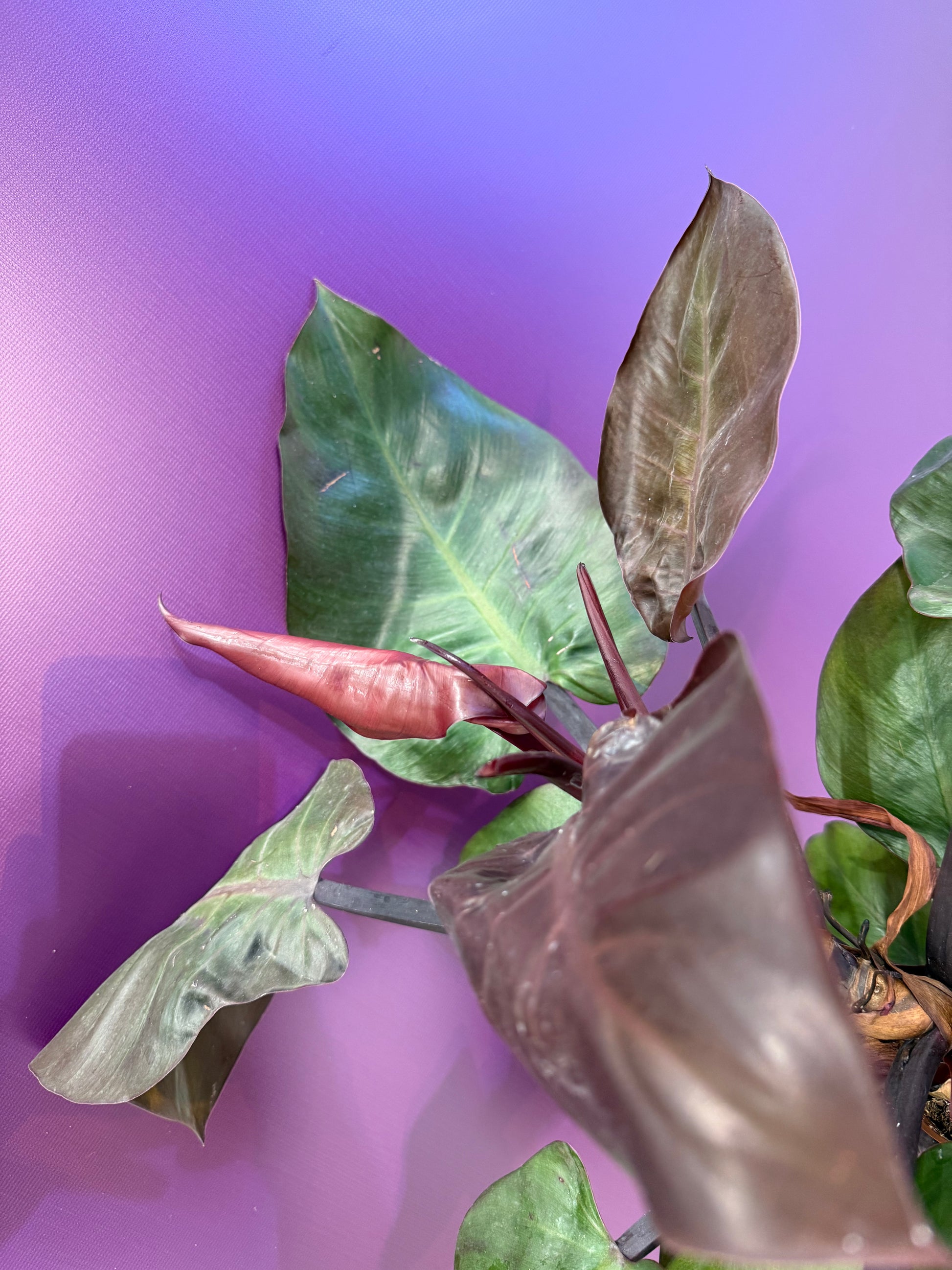 dark purple philodendron Philodendron Florida Bronze فيلوديندرون فلوريدا برونز – GreenHydrokw