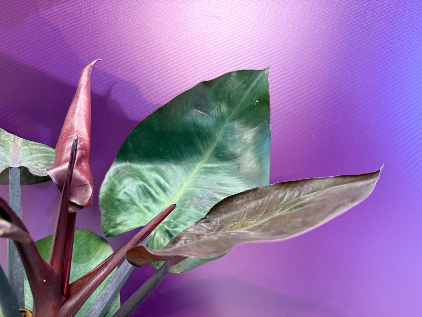 florida bronze philodendron Philodendron Florida Bronze فيلوديندرون فلوريدا برونز – GreenHydrokw