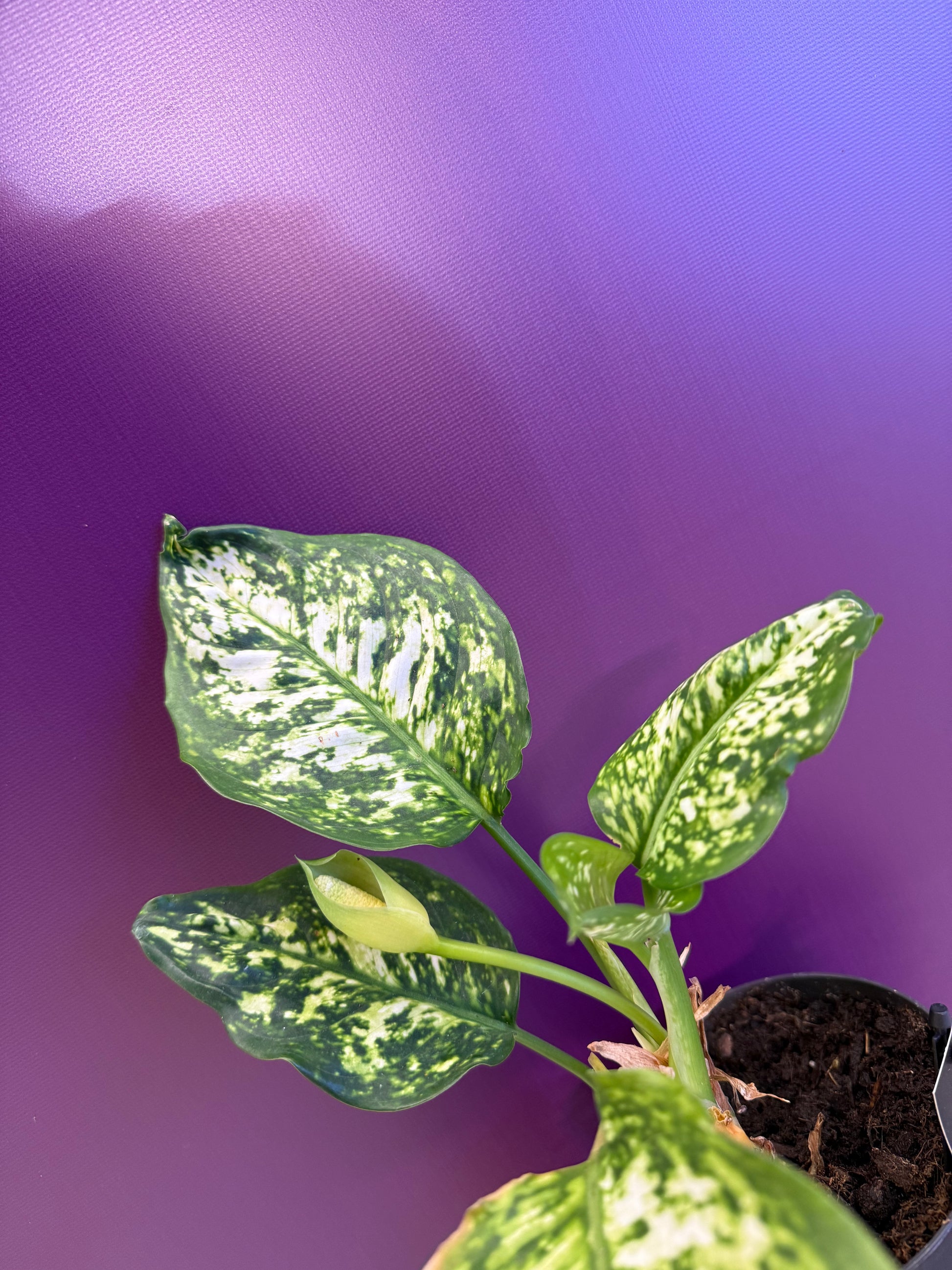 aglaonema 'peacock' Aglaonema 'Peacock اغلونيميا – GreenHydrokw