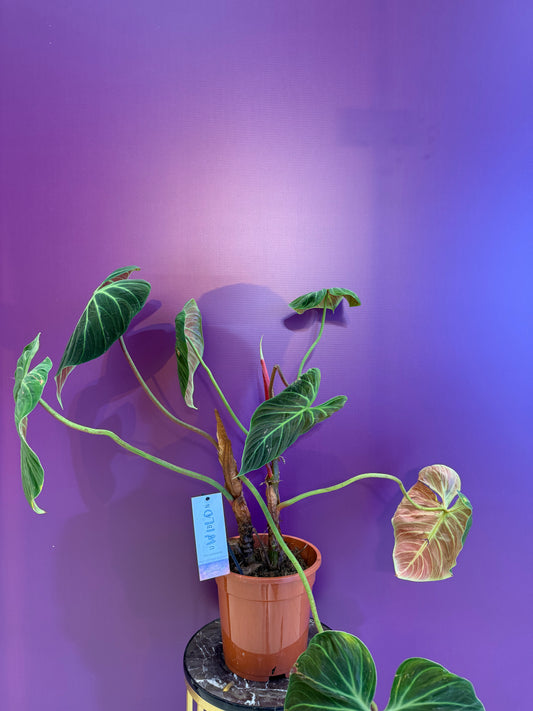 Philodendron Fuzzy Petiole  فيلوديندرون فازي بتيول