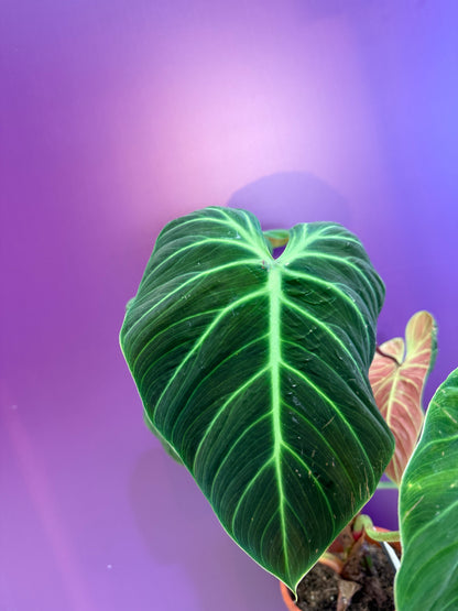 Philodendron Philodendron El Choco Red فيلوديندرون إيل تشوكو ريد