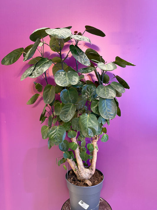 Polyscias Fabian branched P21