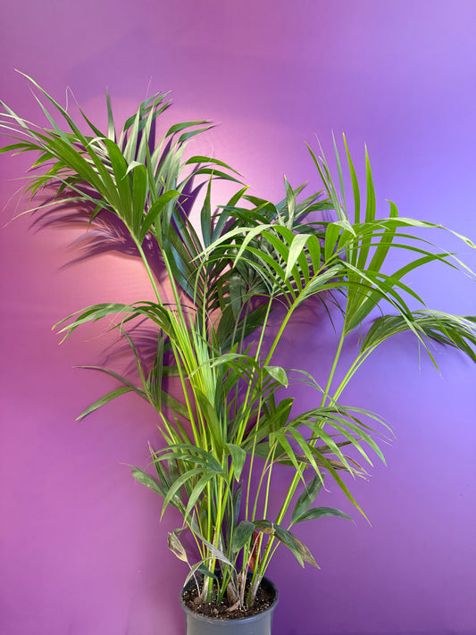 KENTIA - P21 H110 - 6PP (Howea forsteriana)