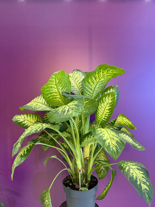 Dieffenbachia Cheetah 30cm