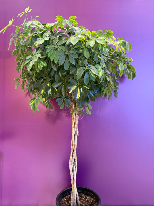 Ficus microcarpa Ficus micr. Nitida braided stam, فيكوس ميكروكاربا نيتيدا مع جذع مضفور