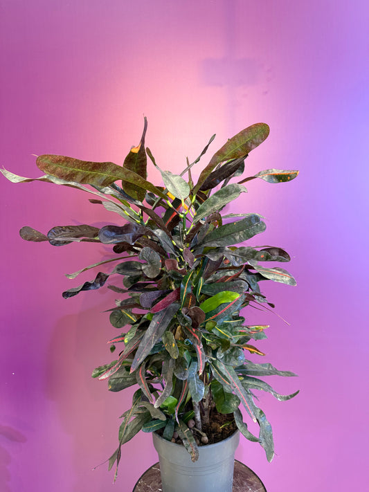 Codiaeum Mammi branched P24