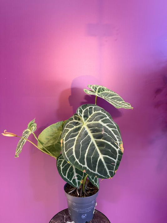 انتوريوم سلفر