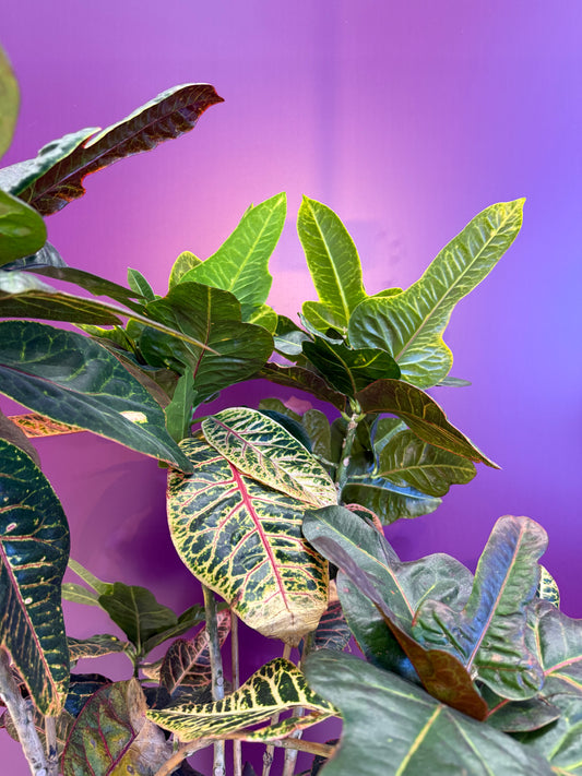Codiaeum var. gr excellent 27cm كودياوم