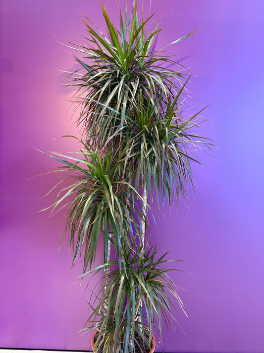 Dracaena marg. magenta دراسينا مارجيناتا ماجنتا