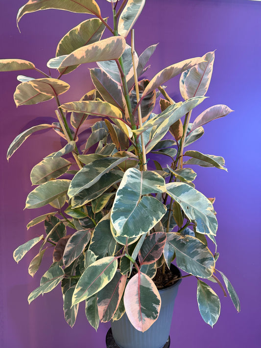 Ficus Belize المطاط المبرغش الوردي