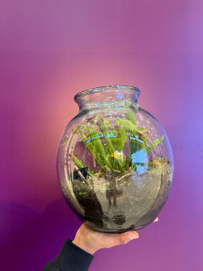 اكلات حشرات  terrarium