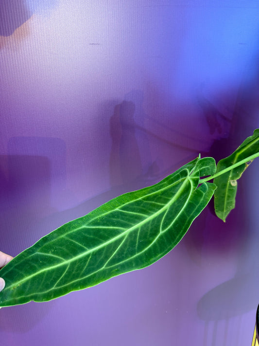 Anthurium Warocqueanum