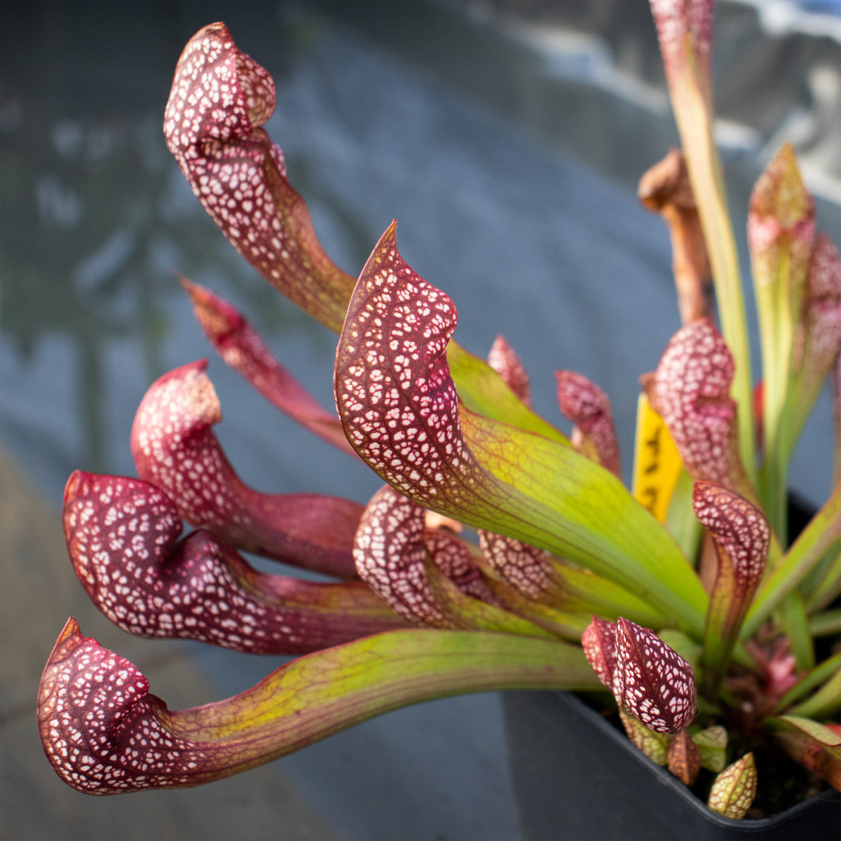 Sarracenia 'Scarlet Belle'