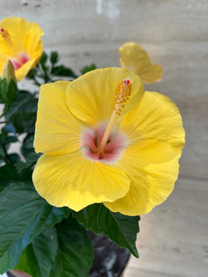 Hibiscus rosa YELLOW هيبيسكوس روسا أصفر