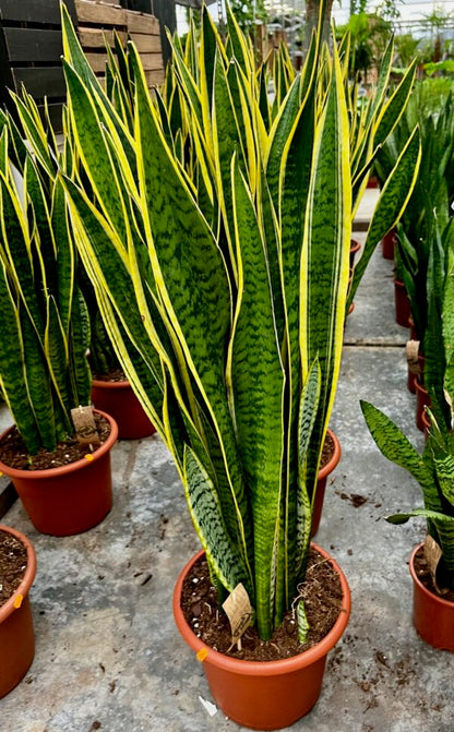 Sansevieria 80 cm