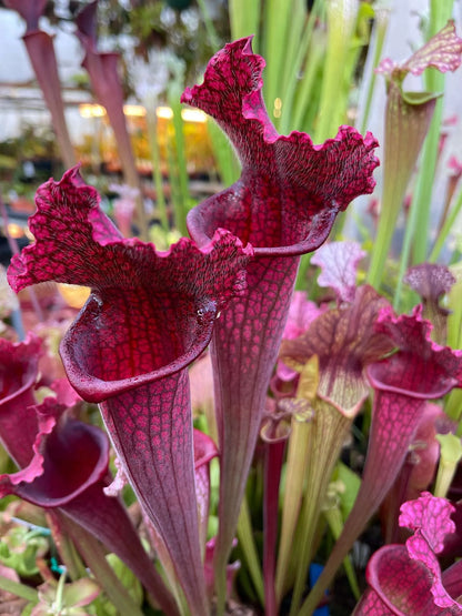 sarracenia juthatip soper