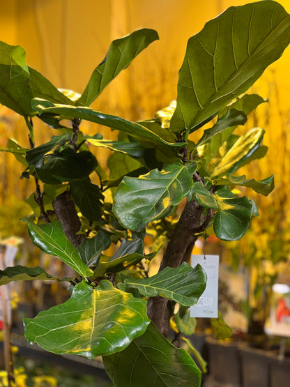 Ficus Lyrata branched