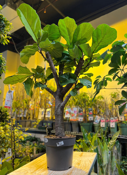 Ficus Lyrata branched