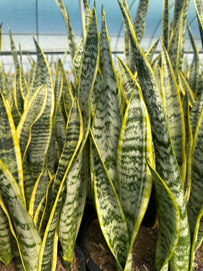 Sansevieria 80 cm