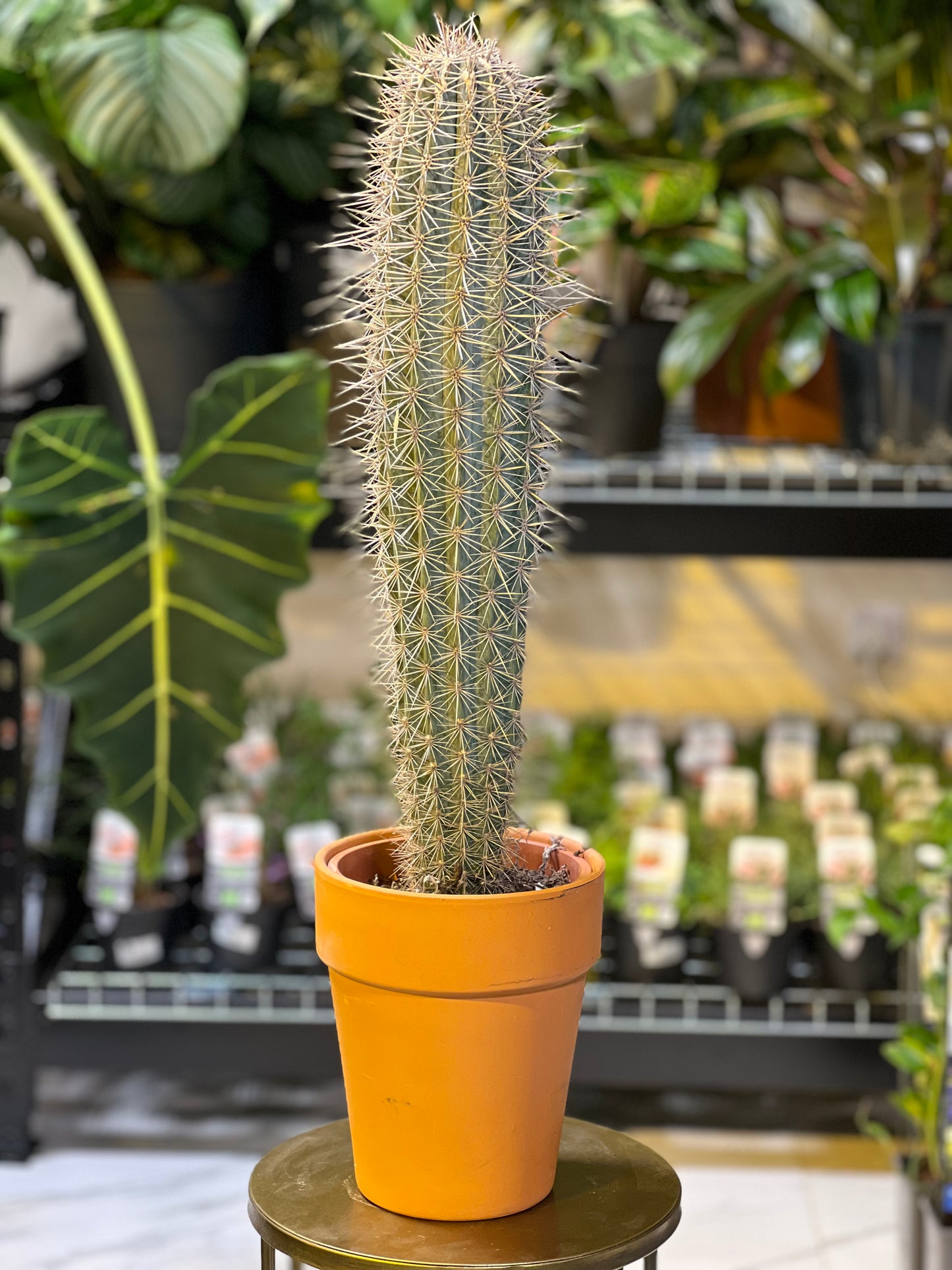 Cactus صبار