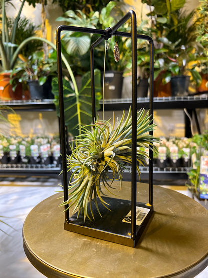 Tillandsia  تيلاندسيا