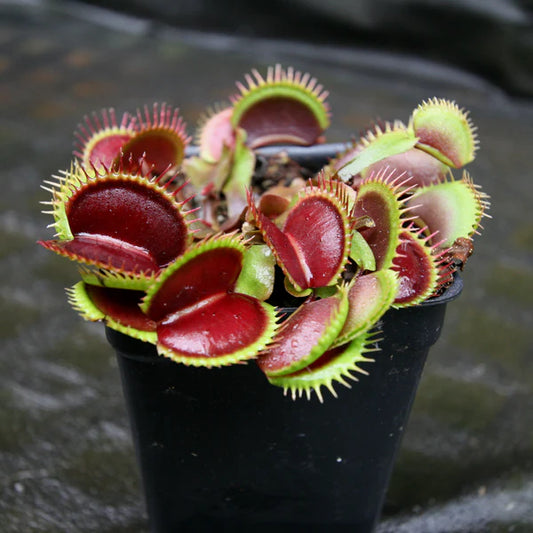 Dionaea muscipula big