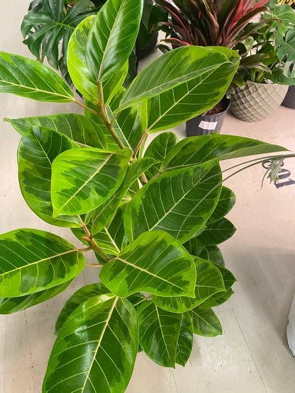 Ficus elastica lime 180cm فيكاس مطاطي