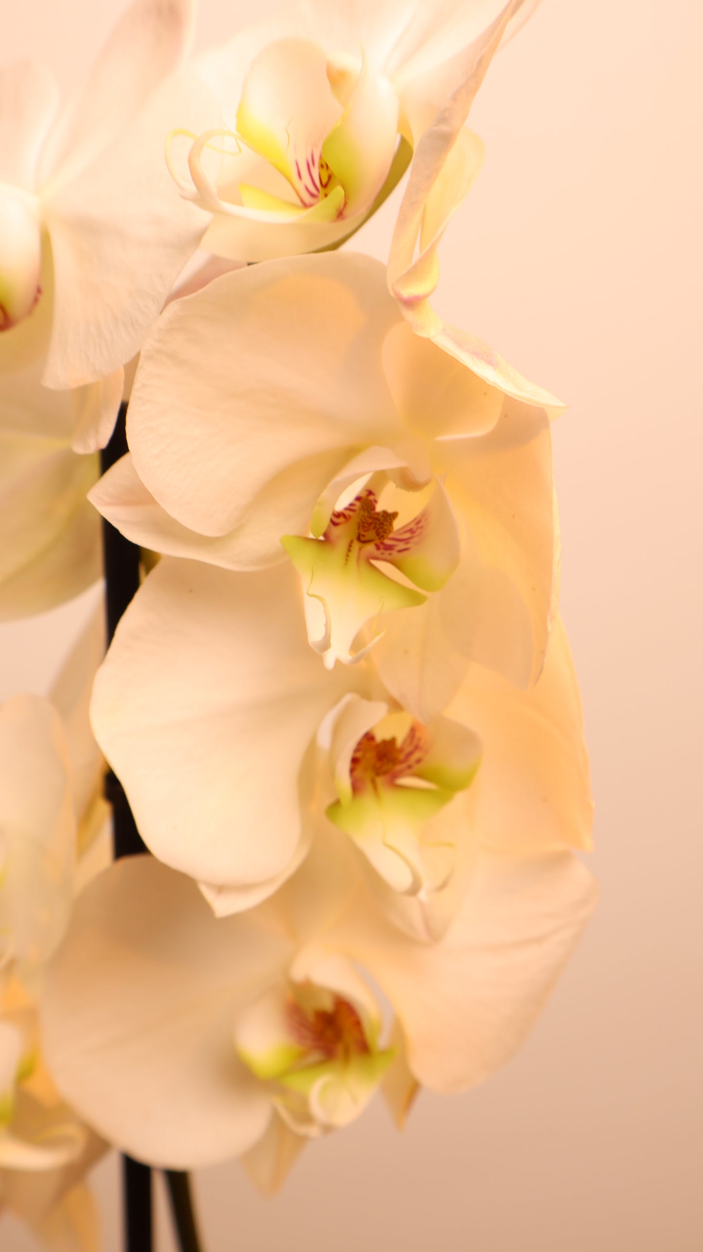Phalaenopsis اوركيد حبة حدة