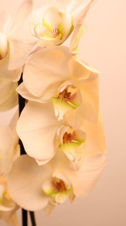Phalaenopsis اوركيد حبة حدة