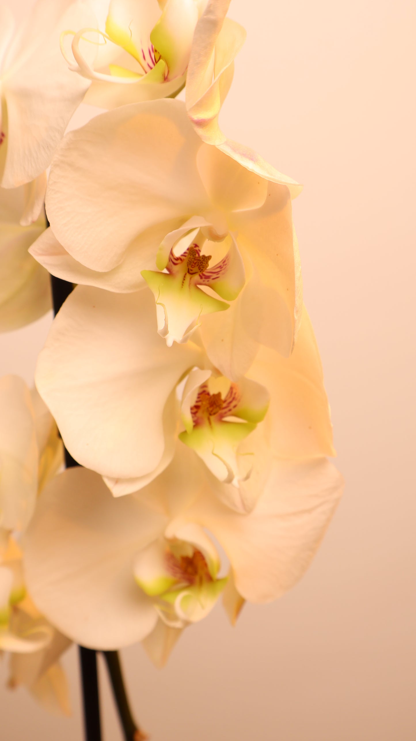 Phalaenopsis اوركيد حبة حدة