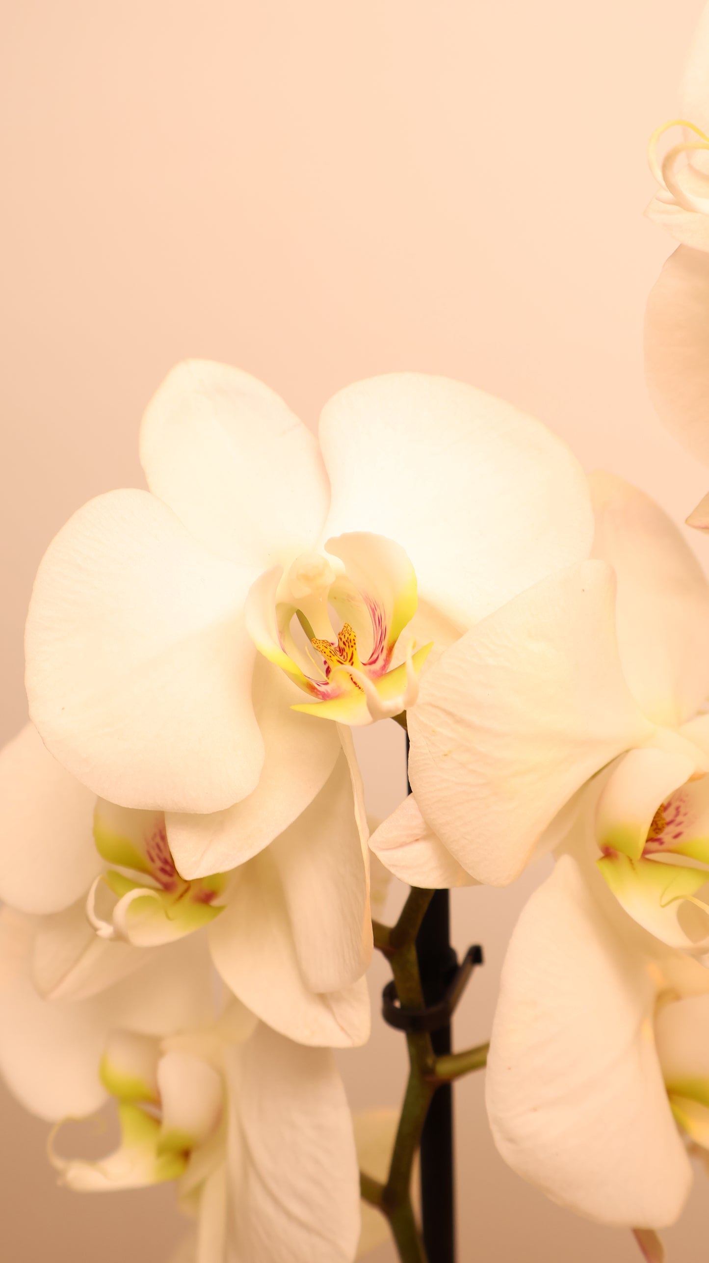 Phalaenopsis اوركيد حبة حدة