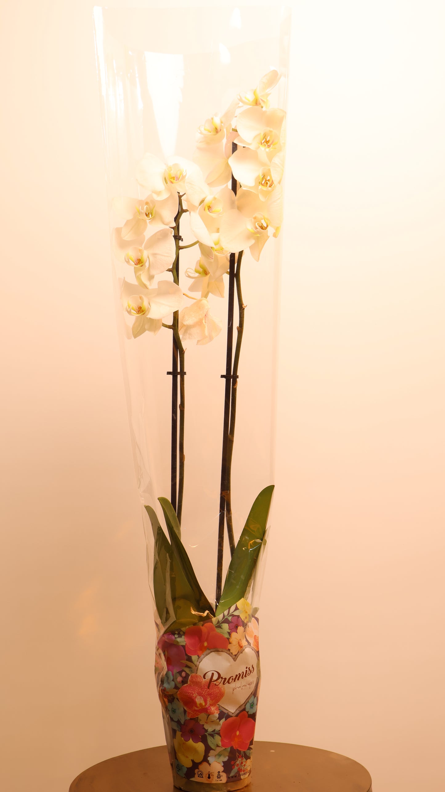 Phalaenopsis اوركيد حبة حدة