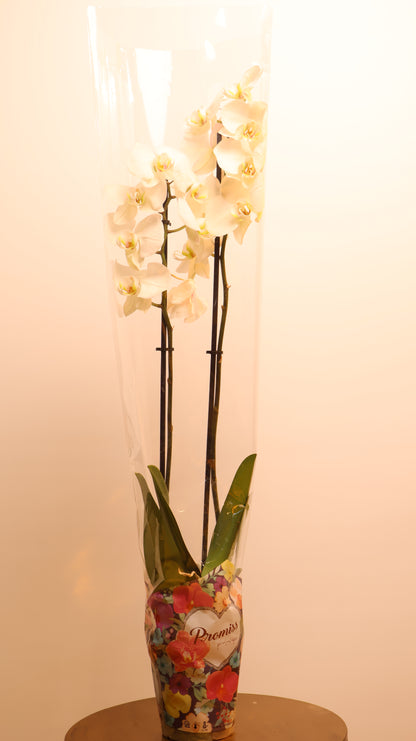 Phalaenopsis اوركيد حبة حدة