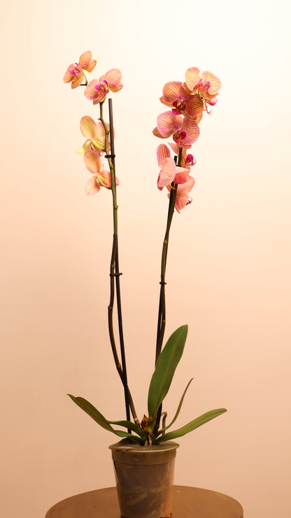 Phalaenopsis اوركيد حبة حدة
