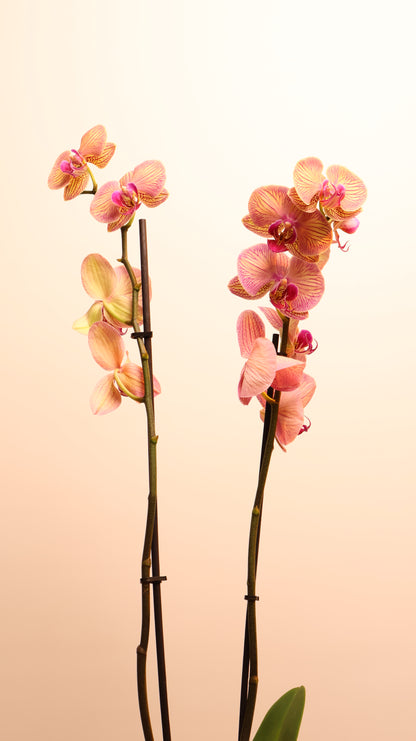 Phalaenopsis اوركيد حبة حدة