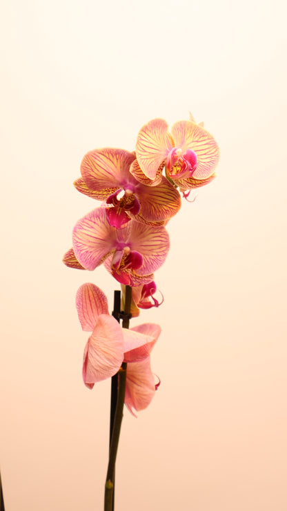 Phalaenopsis اوركيد حبة حدة