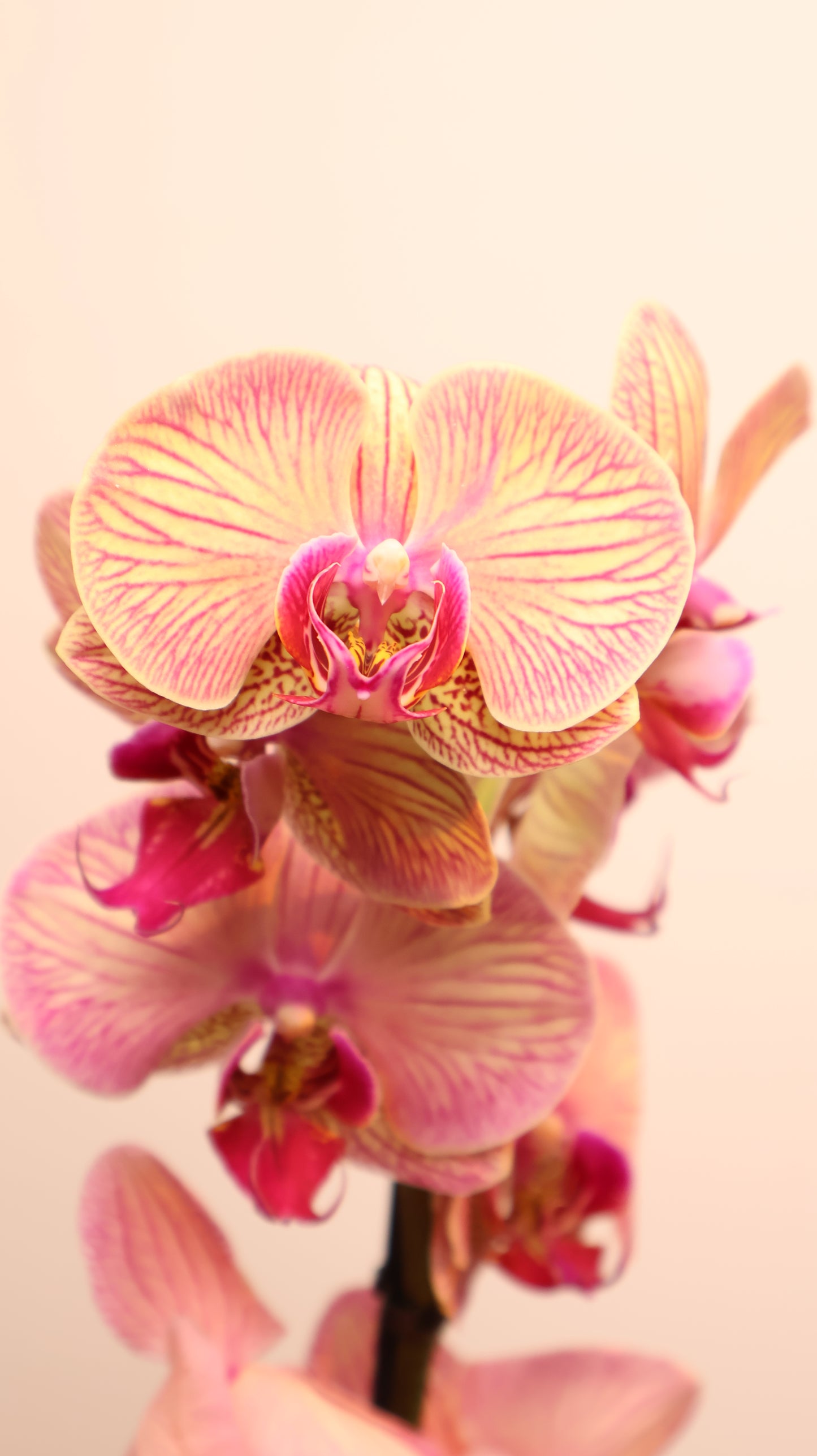 Phalaenopsis اوركيد حبة حدة