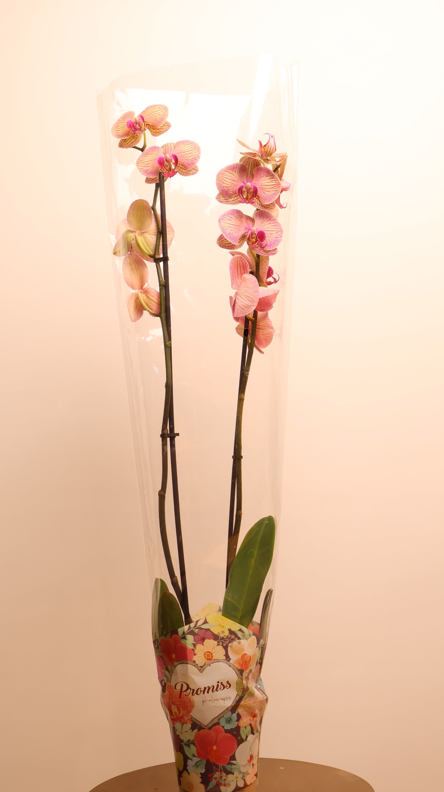 Phalaenopsis اوركيد حبة حدة