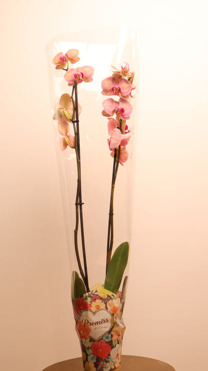 Phalaenopsis اوركيد حبة حدة
