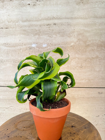 Dracaena Dragonmix in Terra Cotta with saucer with luxe label